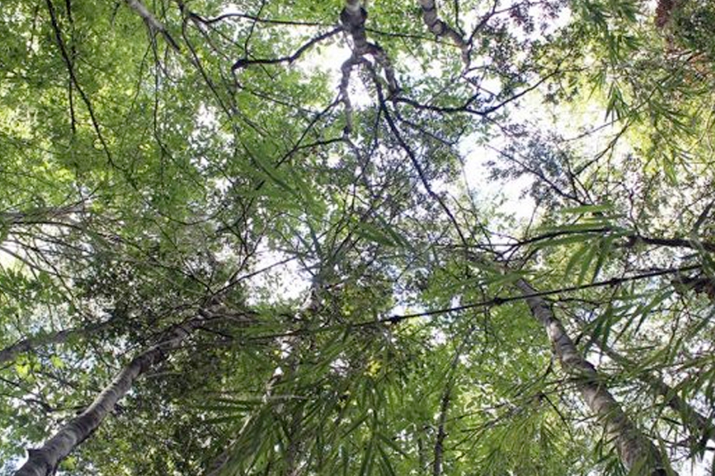 Bosque de Panguipulli sirve como sala de clases para sensibilizar a los jóvenes