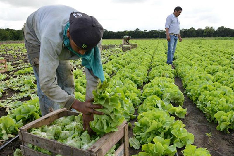 Ciren entregó completa radiografía de los productores hortícolas de la región