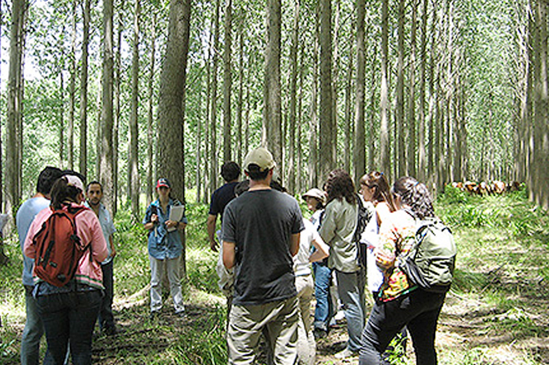 Definen innovador plan de manejo de bosque nativo