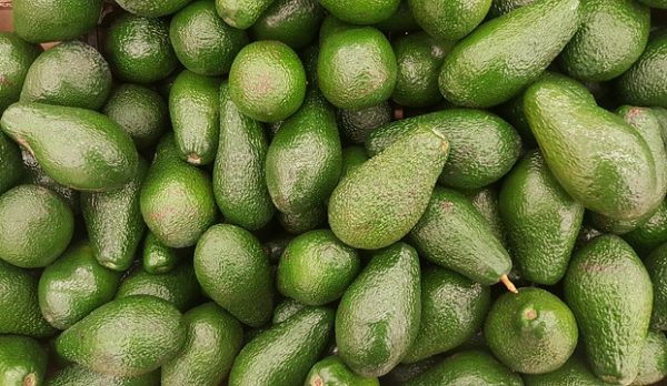 avocado-2351191_640