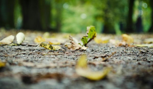 pexels-squaredesign-253905