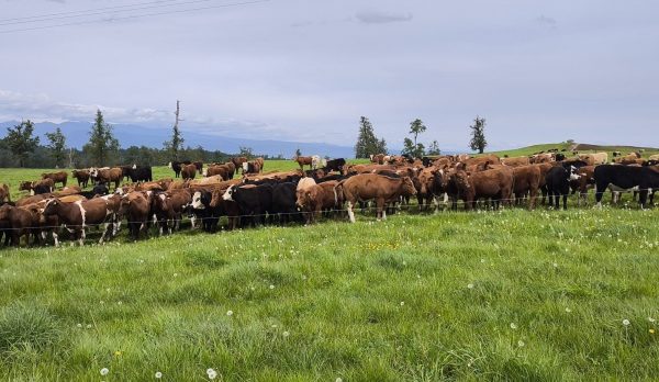 FIA VALDIVIA (1) FIA VALDIVIA (1)