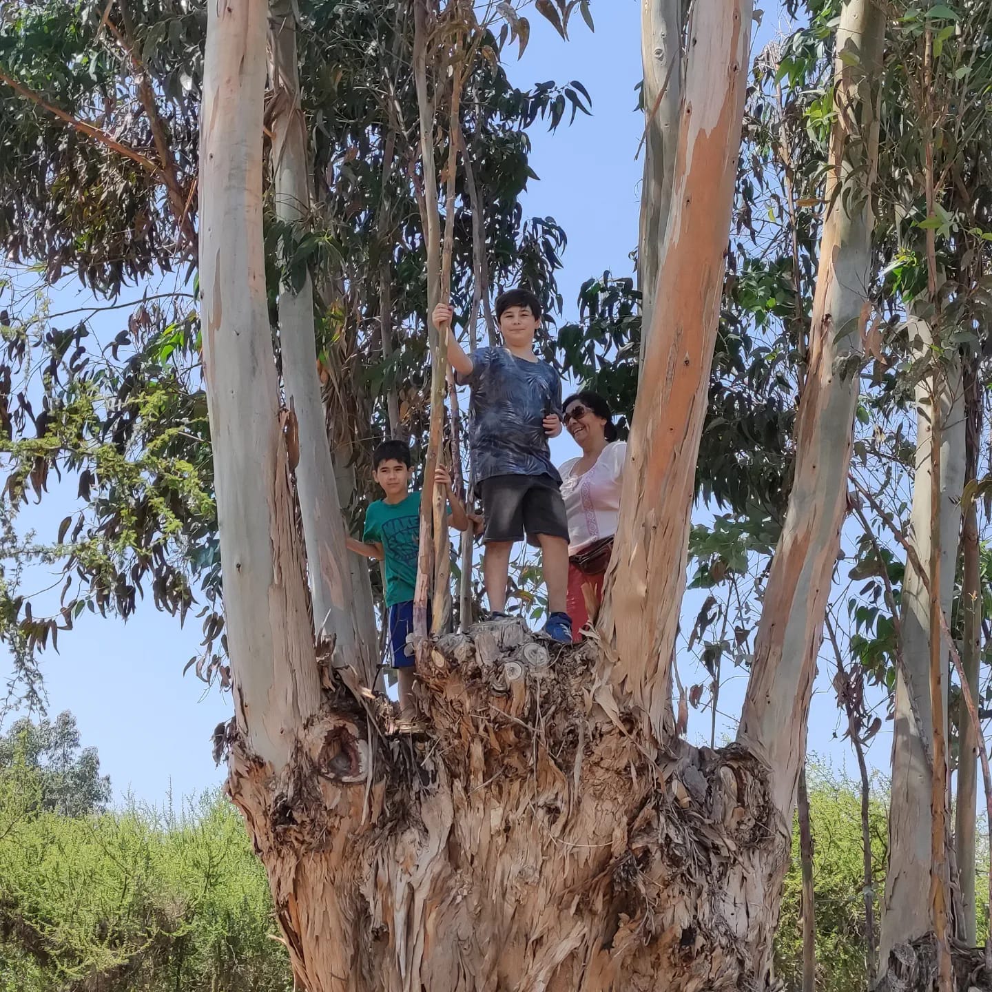 reviviendo el campo 3 (1)