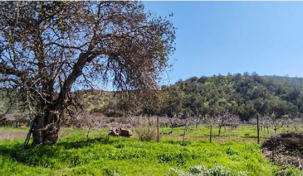 reviviendo el campo 1' (1) reviviendo el campo 1' (1)